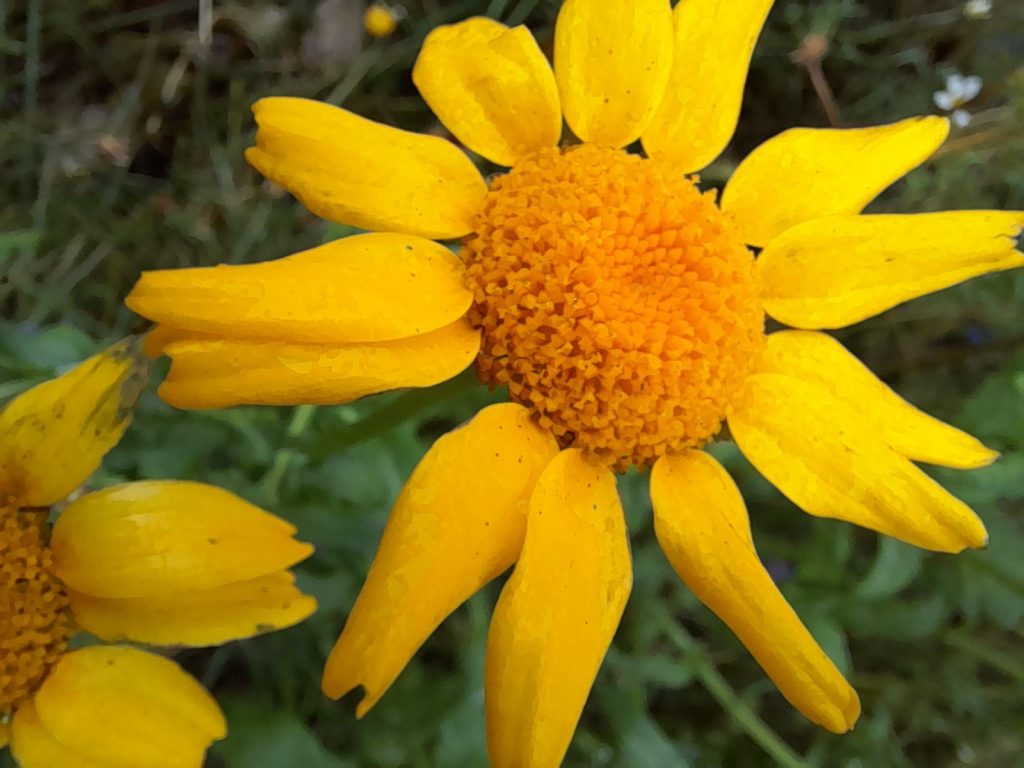 Corn marigold - Melyn yr ŷd