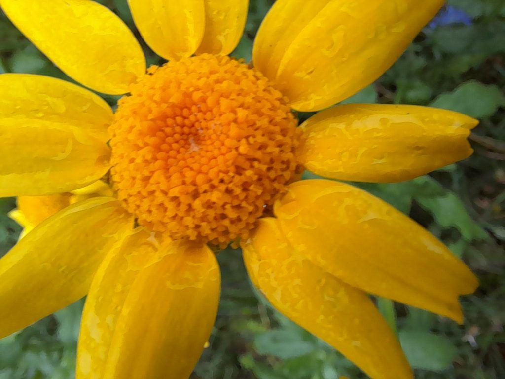 Corn marigold - Melyn yr ŷd